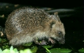 Hedgehog